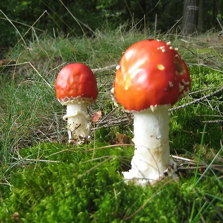 Rossek